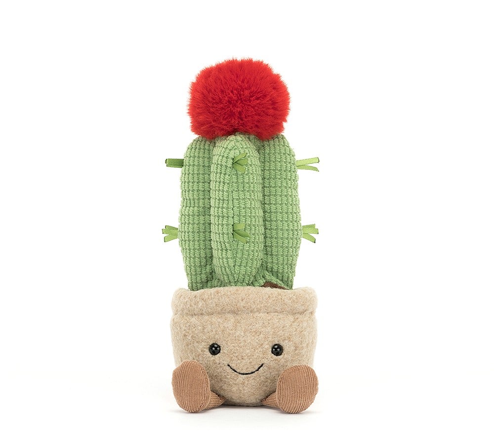 Amuseable Moon Cactus - Image 2