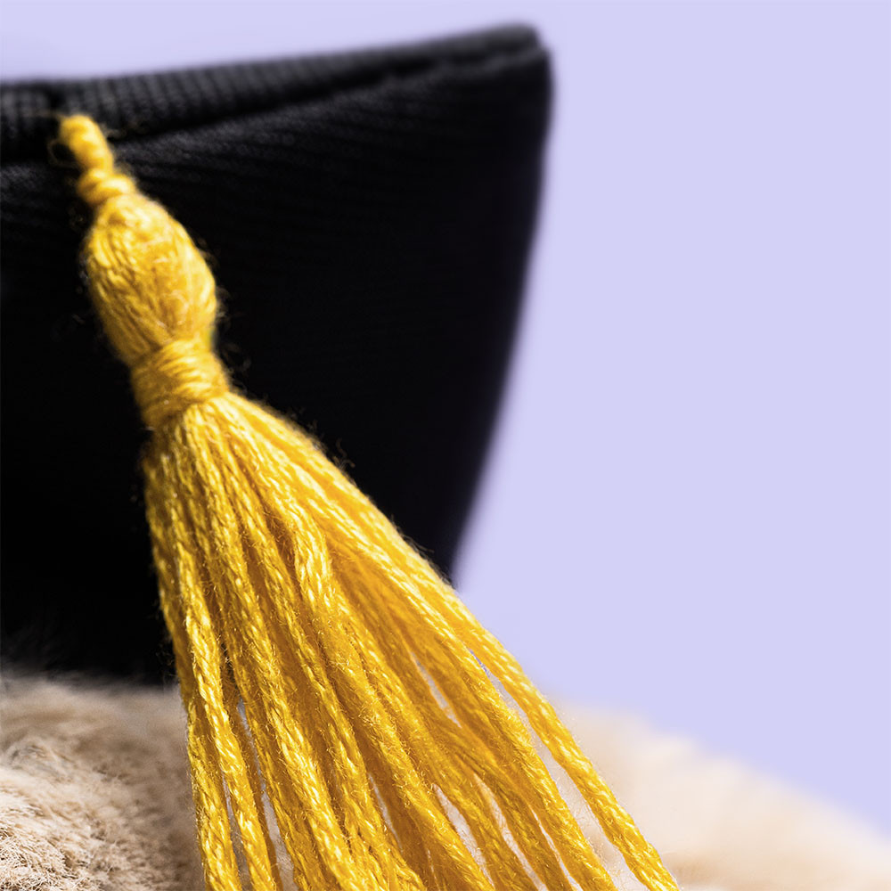 Bashful Bunny Graduation Outfit - Image 2